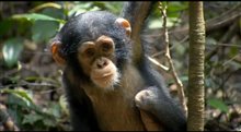 Chimpanzee Trailer Video