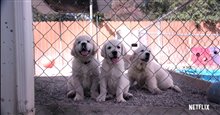 DOGS - Season 1 Trailer Video