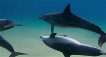 Dolphins - Official Trailer Video