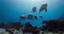 ELEPHANT / DOLPHIN REEF Trailer Video