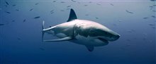 ENVOY: SHARK CULL Trailer Video