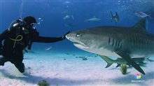 FIN Trailer Video