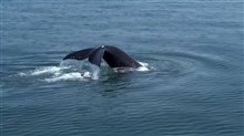 LAST OF THE RIGHT WHALES Trailer Video