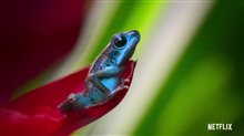 LIFE IN COLOR WITH DAVID ATTENBOROUGH Trailer Video