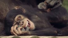 MEET THE CHIMPS Trailer Video