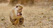 Monkey Kingdom Trailer Video