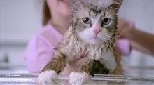 Nine Lives Teaser Trailer Video