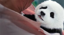 PANDA PLAN Trailer Video