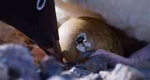 'Penguins' Movie Clip - 