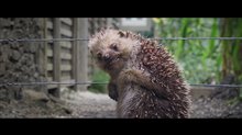 Peter Rabbit Movie Clip - 