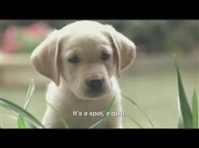 Quill: The Life of a Guide Dog Trailer Video