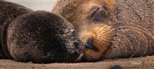 SEA LIONS OF THE GALAPAGOS Trailer Video