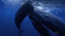 SECRETS OF THE WHALES Trailer Video