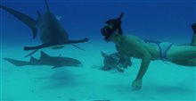 Sharkwater Extinction - Live Stream Announcement Trailer Video