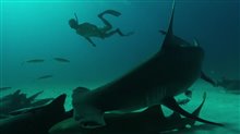 Sharkwater Extinction - Video Teaser Video
