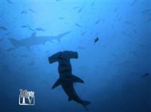 sharkwaterttv Video