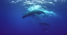 THE LONELIEST WHALE: THE SEARCH FOR 52 Trailer Video