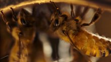 'The Pollinators' Trailer Video