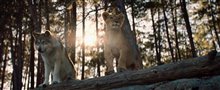 THE WOLF AND THE LION Trailer Video