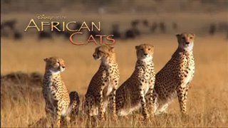 african-cats Video Thumbnail