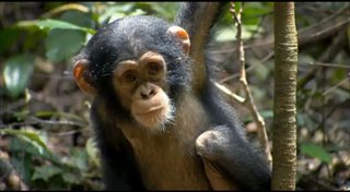 chimpanzee Video Thumbnail