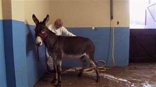 do-donkeys-act-trailer Video Thumbnail