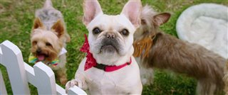dog-days-trailer Video Thumbnail