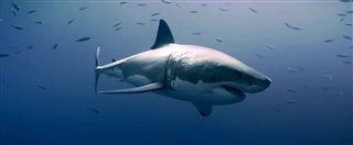 envoy-shark-cull-trailer Video Thumbnail
