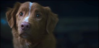 good-boy-trailer Video Thumbnail