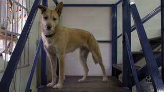 isle-of-dogs-featurette---an-ode-to-the-dogs-on-set Video Thumbnail