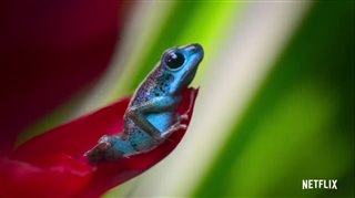 life-in-color-with-david-attenborough-trailer Video Thumbnail