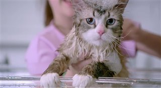 Nine Lives Teaser Trailer Video Thumbnail