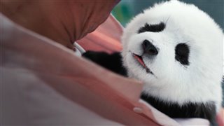 panda-plan-trailer Video Thumbnail